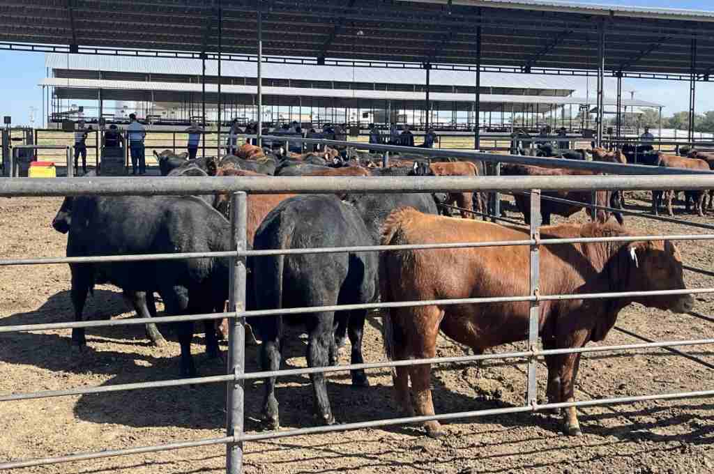 Angus impulsa la eficiencia ganadera: comenzó en Córdoba la 12ª Prueba de Conversión