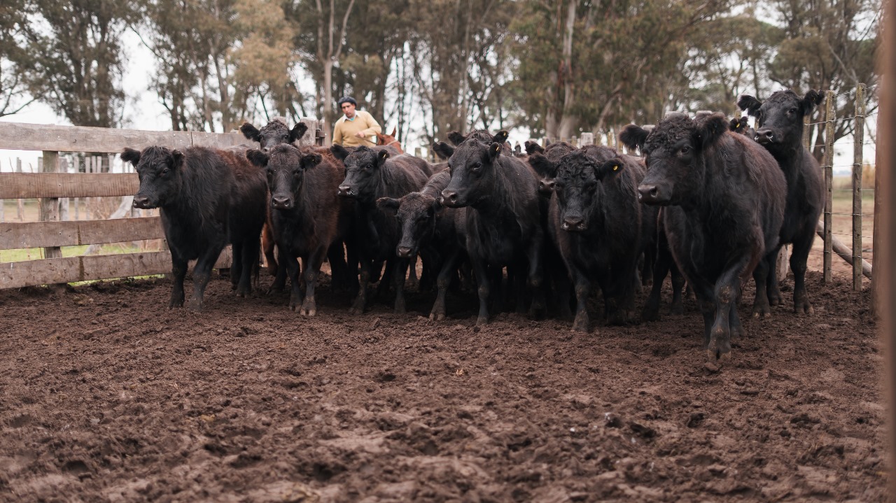 “El origen de las estrellas”: La Valentina presentará 1500 madres Angus en su próximo remate