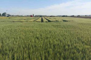 PT Farm fue el escenario para evaluar las nuevas tecnologías de EcoFertil