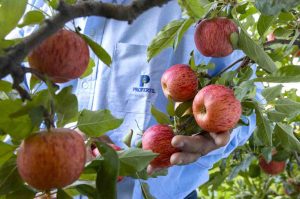 Dia de la Conservación del Suelo : El compromiso de Profertil con el futuro de la tierra que nos alimenta
