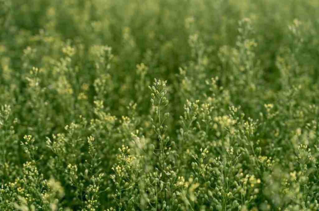Nufarm llega a Aapresid con nueva identidad y tecnologías que prometen transformar el agro