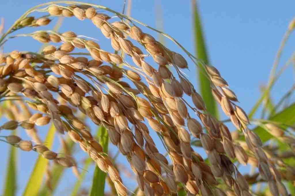 arroz-rendimiento