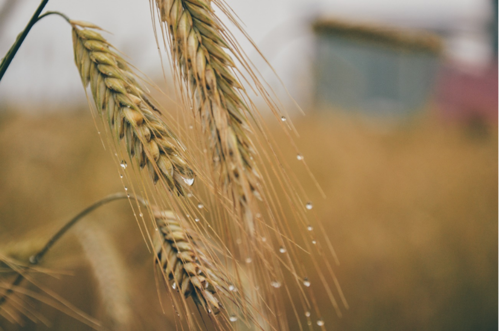 Nutrir la tierra, alimentar el mundo de forma sostenible: el compromiso de Profertil
