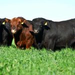 Angus hará historia en Palermo con la jura alternada en todas sus categorías, tanto en macho como en hembras