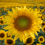 El girasol argentino acelera y se afirma como jugador clave en el mercado global