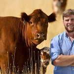 La sanidad como decisión clave en el momento previo al destete