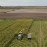 La Norpatagonia apuesta al maíz bajo riego