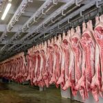 Costos en alza y precio rezagado: la ecuación que asfixia al productor porcino