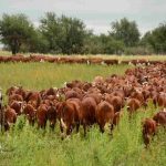 Braford despliega toda su potencia genética y productiva en Expoagro 2026