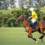 Nutrigest llega al mercado con nutrición equina para alto rendimiento