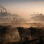 ArreBeef y la realidad del negocio de la carne: cuando los números chocan con los relatos del mercado