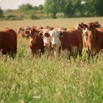 La zafra de invernada arranca firme: el ternero ya supera los $7.000 y marca el pulso del mercado