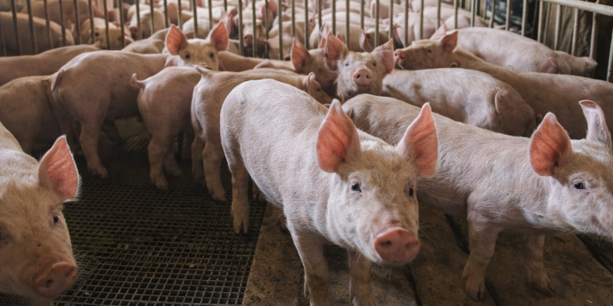 El sector porcino comienza 2026 con más producción, fuerte crecimiento de exportaciones y menor nivel de importaciones