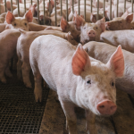 El sector porcino comienza 2026 con más producción, fuerte crecimiento de exportaciones y menor nivel de importaciones
