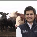 Más terneros sin más vacas: el verdadero desafío está en la eficiencia reproductiva