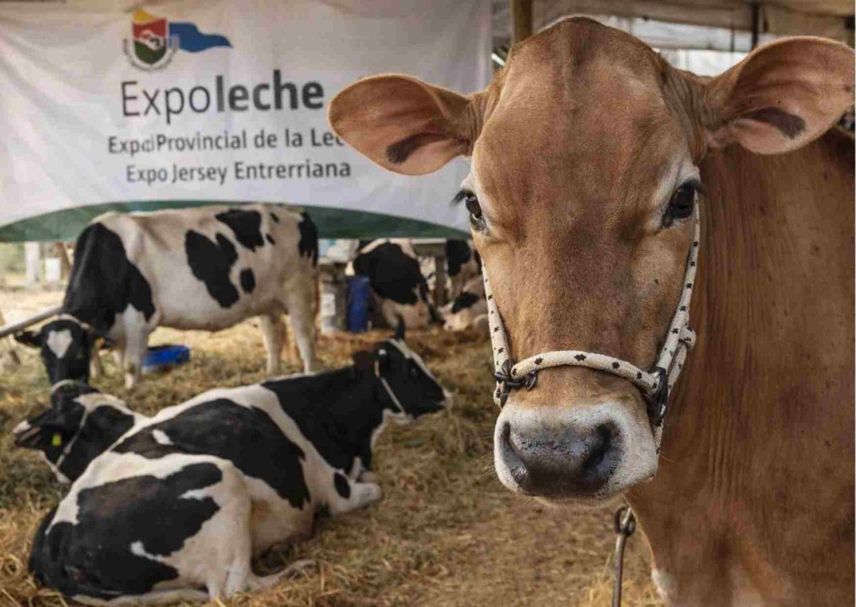 Nogoyá se prepara para la gran fiesta lechera: llega la Expo Provincial de la Leche y la Expo Jersey Entrerriana