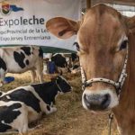 Nogoyá se prepara para la gran fiesta lechera: llega la Expo Provincial de la Leche y la Expo Jersey Entrerriana