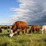 Buscando al rodeo bovino