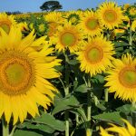 El girasol vuelve a escena: genética, mercados y estabilidad impulsan un nuevo ciclo productivo