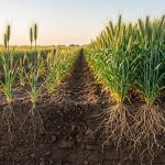 Trigo: hasta 25% más de espigas y mayor índice de cosecha