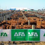 Agroactiva Ganadera 2026: genética superior, protagonismo lechero y una vidriera clave para el futuro pecuario argentino