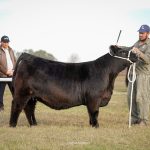 Angus Argentina fortalece una agenda estratégica con Kazajistán para abrir nuevas oportunidades ganaderas