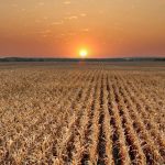 El mercado de campos se mantiene activo y ve con buenos ojos la modificación de la Ley de Tierras