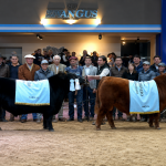 La Clo y Las Tranqueras se quedaron con los mejores terneros de la Expo Angus de Otoño