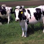 Seleccionar vacas de tambo: la clave no es producir más, sino producir mejor y por más tiempo