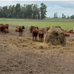 Jornada a campo del IPCVA en 9 de Julio: Genética y recría para maximizar carne y conversión