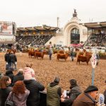 Angus consagró a las mejores terneras y terneros de la Exposición Rural de Palermo