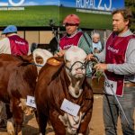 Braford llega a Palermo con récord de reproductores y una agenda que combina genética, remates y acuerdos estratégicos