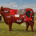 La carne Braford muestra su densidad proteica: dos cortes superan el 24%