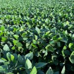 Grupo GR adquiere el semillero Haziak y consolida su programa de soja no transgénica en Argentina