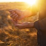 El suelo se cuida todos los días con prácticas agronómicas sostenibles