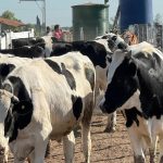 Carne Holando: el IPCVA llevará a Humboldt una jornada enfocada en calidad, eficiencia y rentabilidad