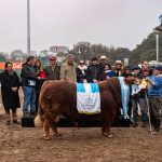 Limangus se consagró en Palermo: mejor res de toda la Exposición y destacados campeones en las juras