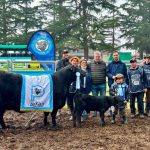 Nirihuau se quedó con los principales premios de la jura Angus en Expo Junín