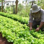 La provincia de Buenos Aires volverá a realizar un Censo Hortiflorícola después de 20 años
