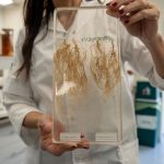 Coinocular soja es sumar biología para alcanzar más rendimiento