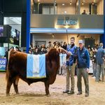 La genética Angus alcanzó un precio histórico: pagaron $300 millones por el 50% de “Álvaro”