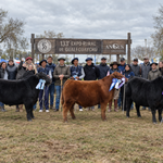 Angus Litoral mostró todo su potencial en la Expo Rural de Gualeguaychú