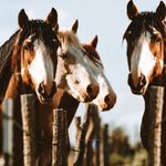 Producción equina: una jornada reunirá en Buenos Aires a especialistas en sanidad, manejo y nuevos usos del caballo