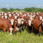 Juramento anunció la segunda edición de su remate anual