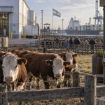 La falta de hacienda golpea a la faena y reduce la oferta de carne en el mercado interno
