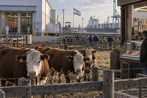 La falta de hacienda golpea a la faena y reduce la oferta de carne en el mercado interno