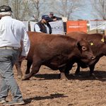 Genetica Angus: salen a la venta 240 reproductores en el Test del Río Quinto